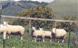 border cheviot sheep